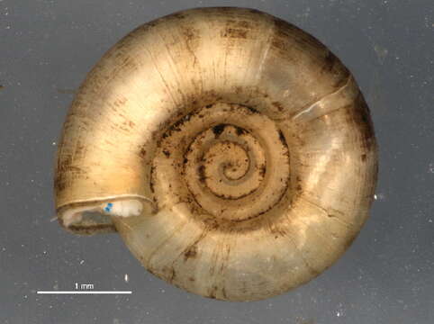 Helicodiscus parallelus (Say 1821) resmi