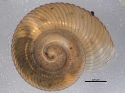 Image of Discus whitneyi (Newcomb 1864)