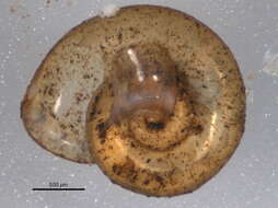 صورة Gyraulus parvus (Say 1817)