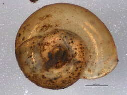 صورة Gyraulus parvus (Say 1817)