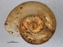 صورة Gyraulus parvus (Say 1817)