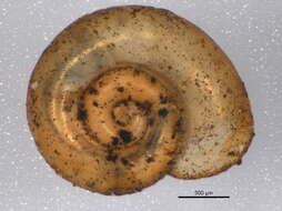 صورة Gyraulus parvus (Say 1817)