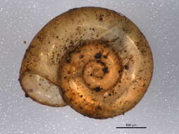 صورة Gyraulus parvus (Say 1817)