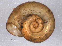 صورة Gyraulus parvus (Say 1817)