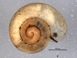 Image of smooth grass snail