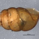 Image of <i>Vertigo cristata</i>