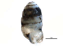 Image de Gastrocopta armifera