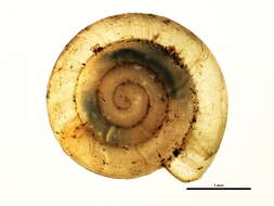 Image of Helicodiscus parallelus (Say 1821)