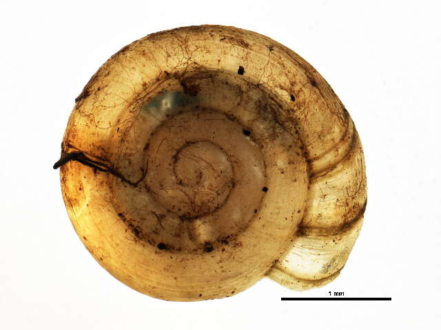 Image of Helicodiscus parallelus (Say 1821)