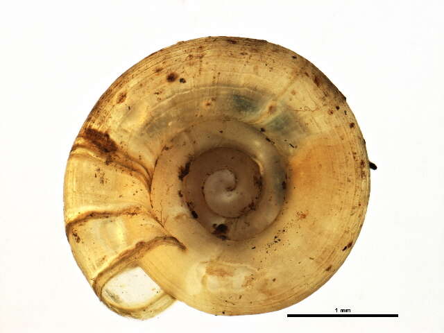 Image of Helicodiscus parallelus (Say 1821)