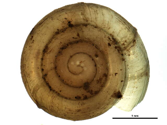 Image of Helicodiscus parallelus (Say 1821)