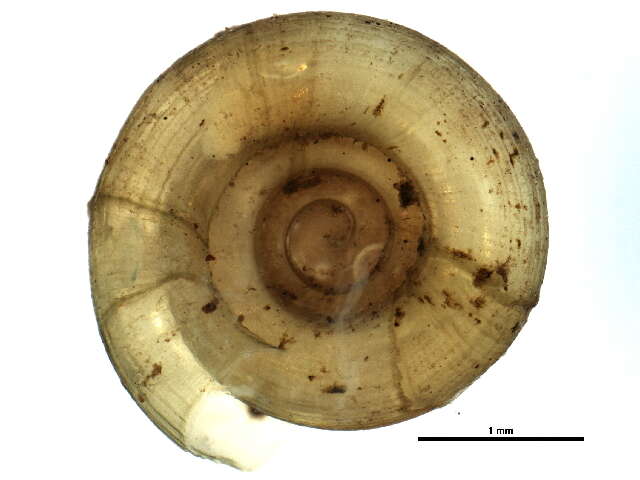 Image of Helicodiscus parallelus (Say 1821)