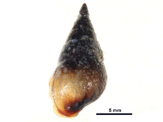 Image of Pleurocera acuta Rafinesque ex Blainville 1824