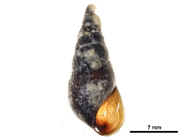 Image of Pleurocera acuta Rafinesque ex Blainville 1824