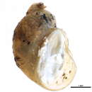 Image of <i>Catinella avara</i>