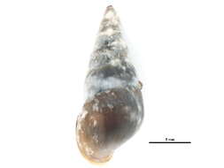 Image of Pleurocera acuta Rafinesque ex Blainville 1824