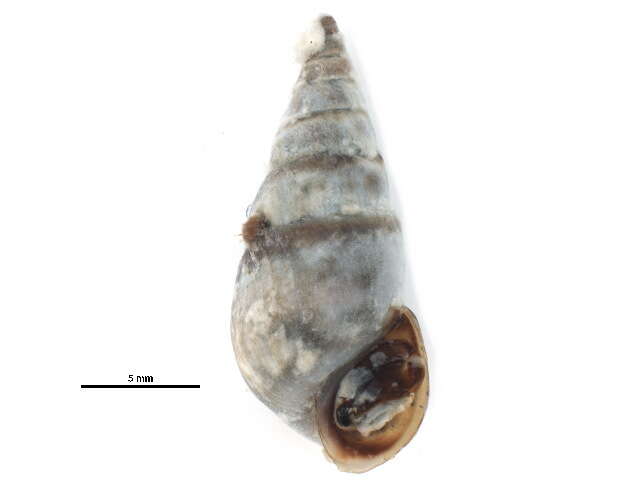 Image of Pleurocera acuta Rafinesque ex Blainville 1824