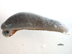 Image of <i>Pallifera ohioensis</i>