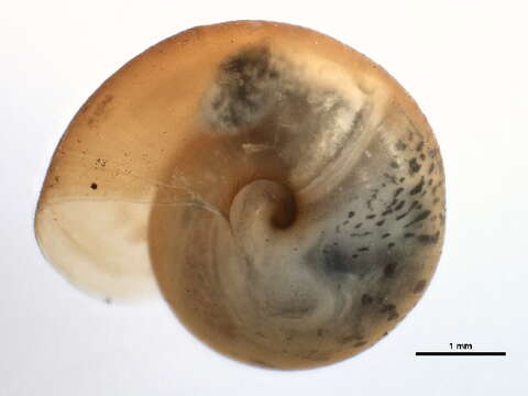 Image de <i>Neohelix albolabris</i>