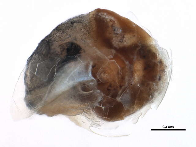 Image of <i>Striatura ferrea</i>