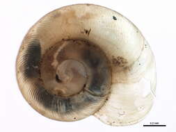 Image of Striatura milium (Morse 1859)