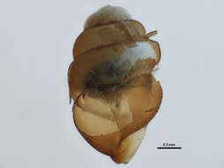 Image of <i>Vertigo cristata</i>