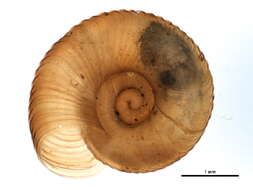 Image of Discus catskillensis