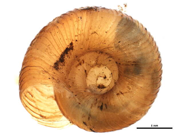 Image of Discus catskillensis