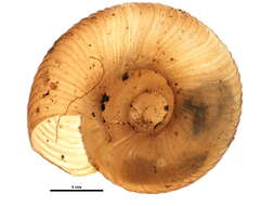 Image of Discus catskillensis