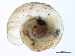 Image of <i>Striatura exigua</i>