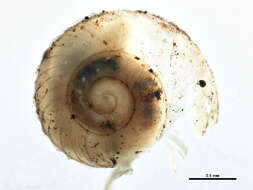 Image of <i>Striatura exigua</i>