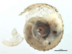 Image of <i>Striatura exigua</i>