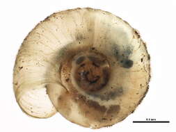 Image of <i>Striatura exigua</i>