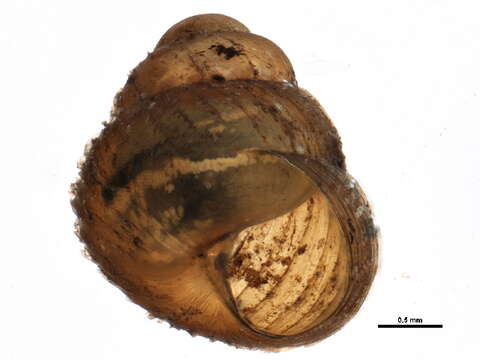 Image of Zoogenetes Morse 1864