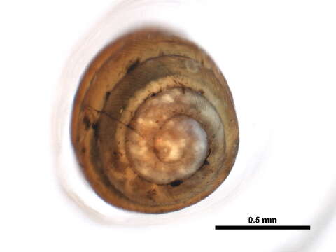 Image of <i>Vertigo cristata</i>