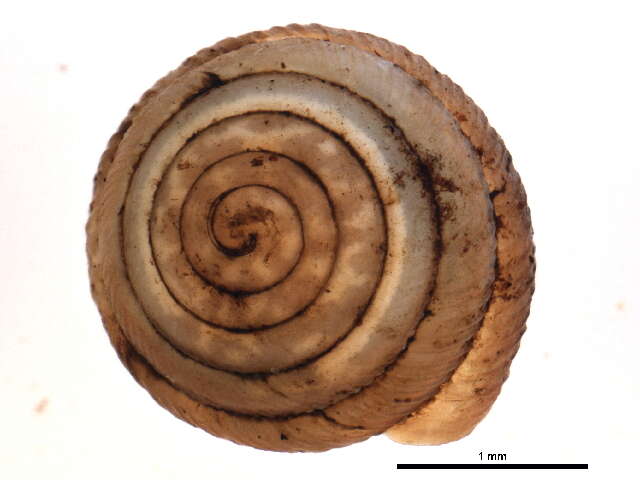 Image de Strobilops labyrinthicus (Say 1817)