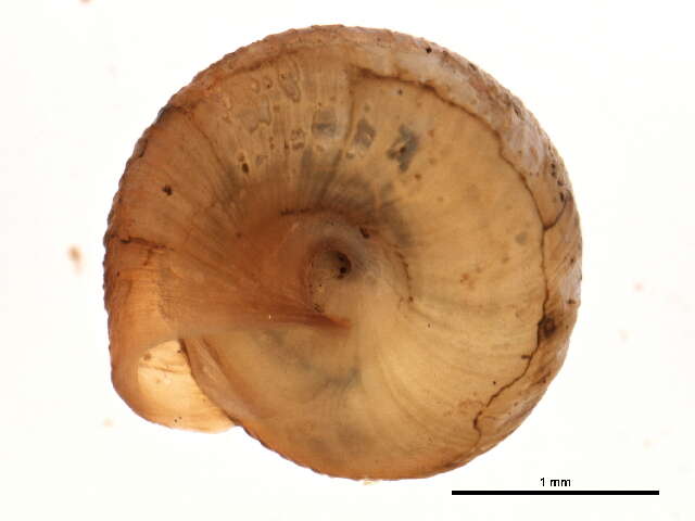 Image de Strobilops labyrinthicus (Say 1817)