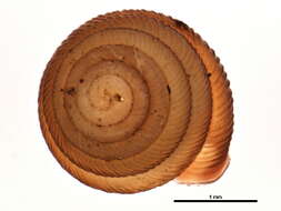 Image de Strobilops labyrinthicus (Say 1817)