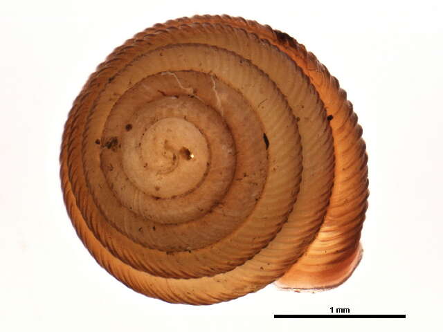 Image de Strobilops labyrinthicus (Say 1817)