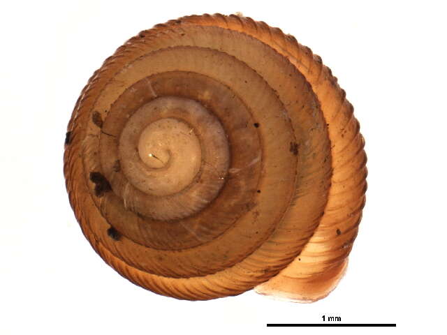 Image de Strobilops labyrinthicus (Say 1817)