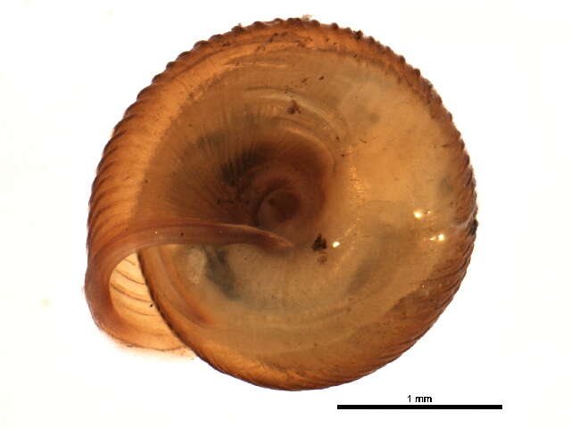 Image de Strobilops labyrinthicus (Say 1817)