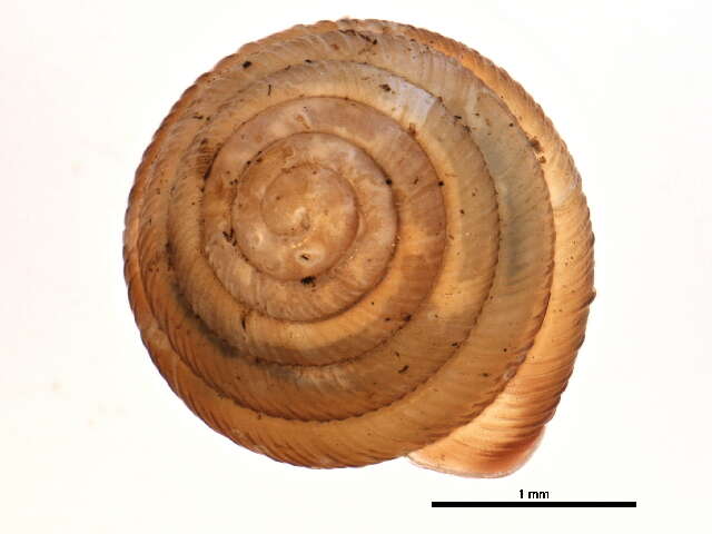 Image de Strobilops labyrinthicus (Say 1817)