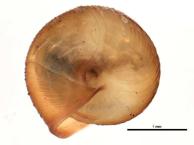 Image de Strobilops labyrinthicus (Say 1817)