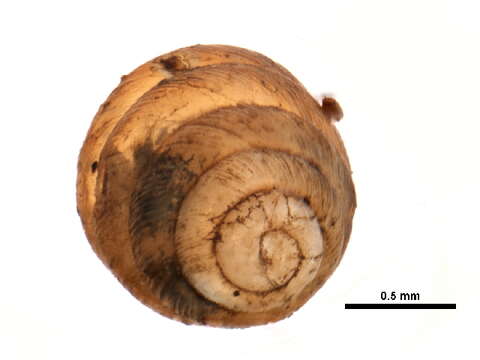 Image of Columella edentula (Draparnaud 1805)