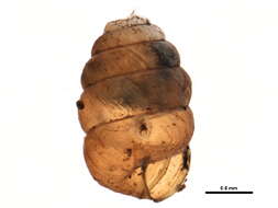 Image of Columella edentula (Draparnaud 1805)
