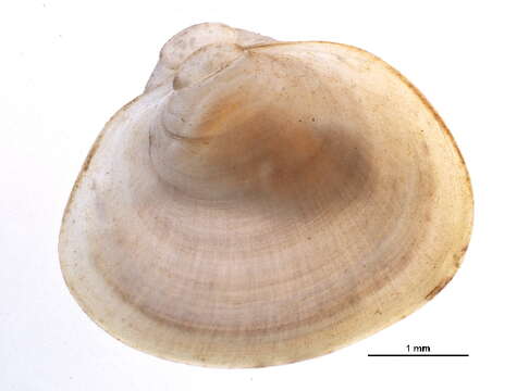 صورة Pisidium rotundatum Prime 1852