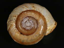 Image of <i>Allogona profunda</i>