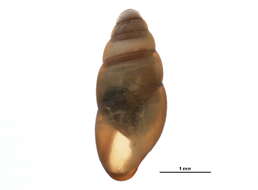 Image of pillar snails