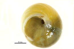 Image of White-lipped banded snail