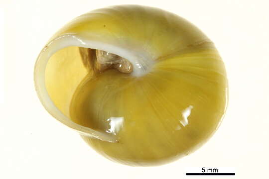 Image of White-lipped banded snail